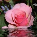 Павліна Синиця фотография #40 (источник - https://vk.com/id141040634)