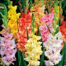 Іриска Тарасюк фотография #18 (источник - https://vk.com/id40606934)