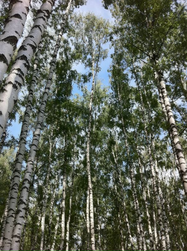 Станислав Богацкий фотография #23