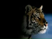 Фотография Кузнецова Рустама