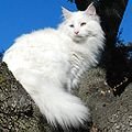 Саша Кошіль фотография #23 (источник - https://vk.com/id75812679)