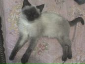 Юра Шідловський фотография #3 (источник - https://vk.com/id51249640)