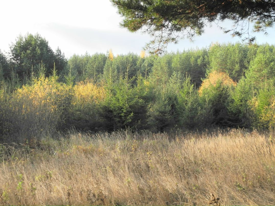 Илья Маслов фотография #31