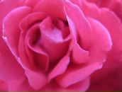 Фотография Едаменко Екатерины