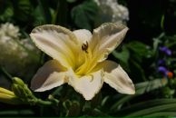 Фотография Афанасьевой Екатерины