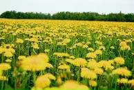 Фотография Syshchikov Vladimir