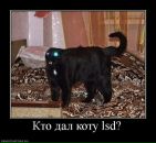 Фотография Степанова Андрея