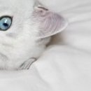 Наталія Олійник фотография #32 (источник - https://vk.com/id85387598)