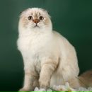 Фотография Арсентьевой Алины
