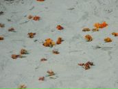 Ужгород Http://uzhgorod-ua.com фотография #7 (источник - https://vk.com/id103549721)