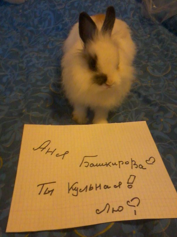 Shnyfel @) фотография #11