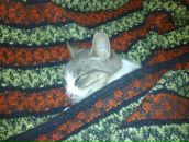 Аліна Лісовська фотография #1