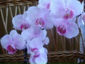 Наталія Ковач фотография #20 (источник - https://vk.com/id107345011)