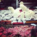 Julia Blue фотография #44 (источник - https://vk.com/id3176865)