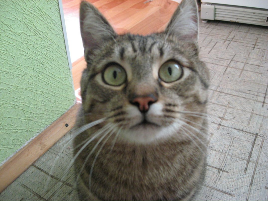 Антон Ткаченко фотография #2