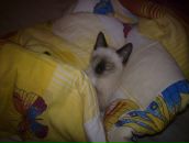 Nataly Raikkonen фотография #38 (источник - https://vk.com/id62653)