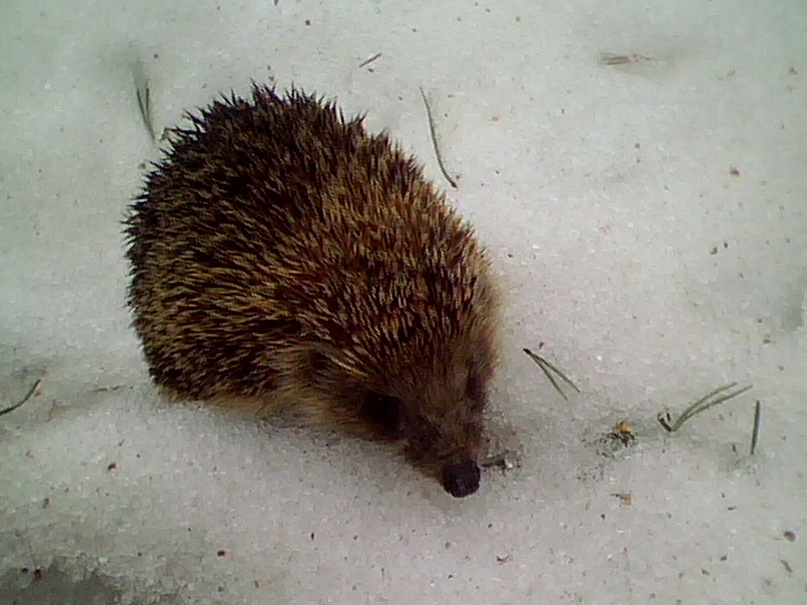 Вадим Елькин фотография #21