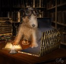 Фотография Сироженко Юлии