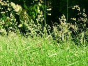 Егор Шолом фотография #15 (источник - https://vk.com/id2636084)