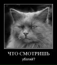 Віта Куліковська фотография #27 (источник - https://vk.com/id144297657)