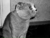 Фотография Goncharov Димы