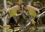 Ігор Боровик фотография #9 (источник - https://vk.com/id22808154)