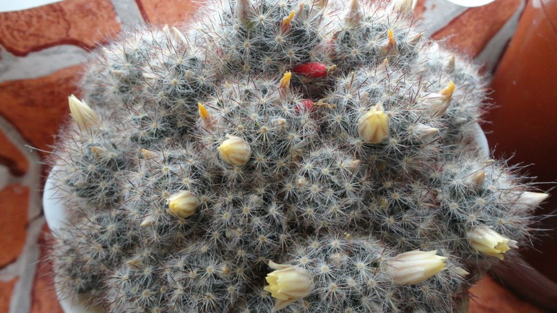 Константин Павлов фотография #9