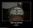 Аліна Котова фотография #38 (источник - https://vk.com/id6179769)