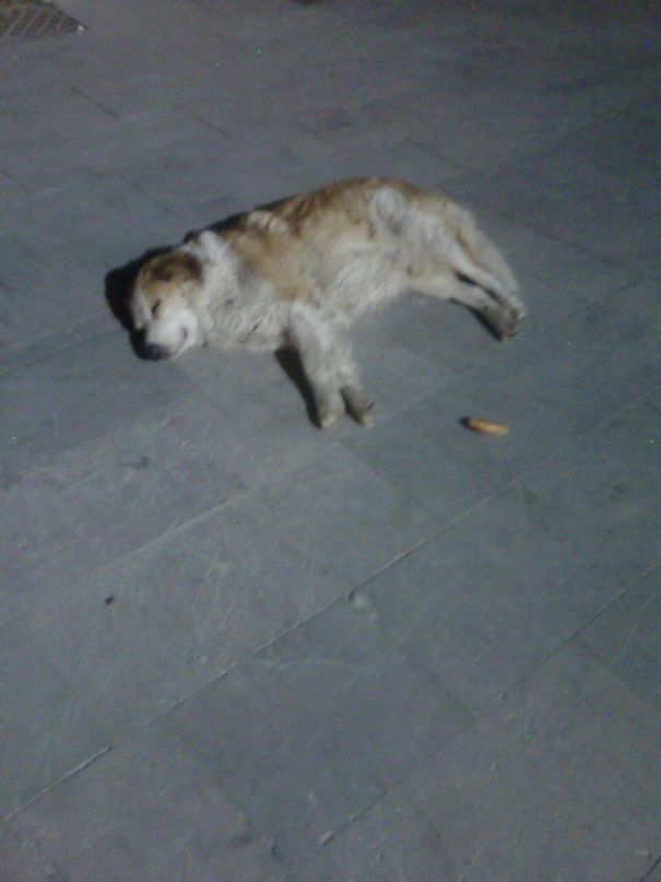 Лев Мышкин фотография #25