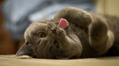 Ліанка Кучерява фотография #23 (источник - https://vk.com/id135812410)