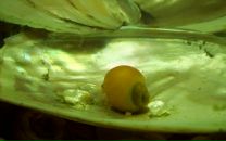 Фотография Мещеряков Эдуард