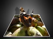 Den D фотография #29 (источник - https://vk.com/id9200327)