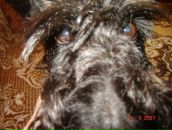 Фотография Орлова Дениса