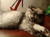 Іра Стецюк фотография #41 (источник - https://vk.com/id117550103)