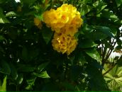 Фотография Хамбир Евгении