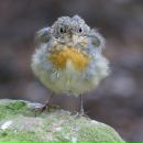 Фотография Головановой Тани