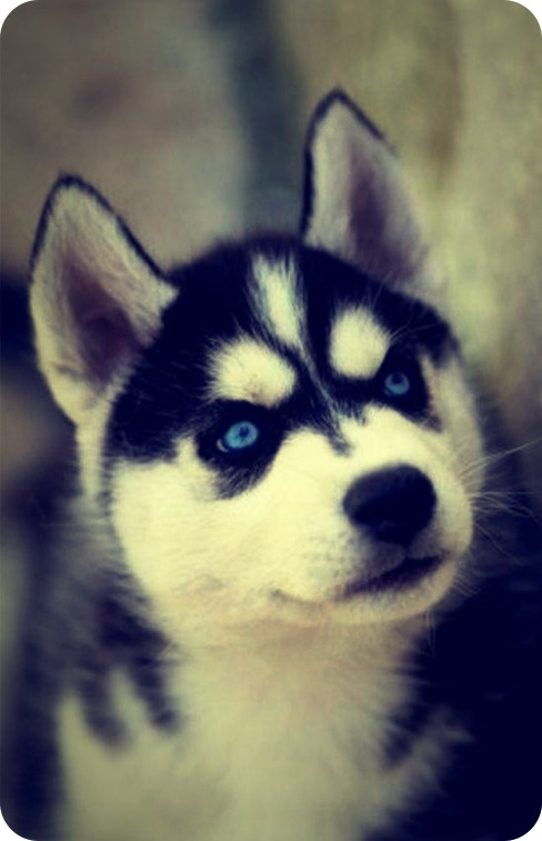 Temon Sebov фотография #11