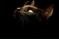 Фотография Коржиковой Анастасии