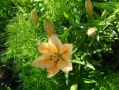 Фотография Шафиковой Альбины