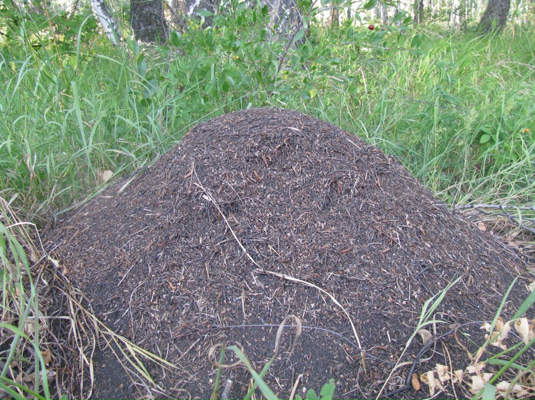 Дмитрий Антонов фотография #27