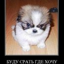 Інна Голішко фотография #7 (источник - https://vk.com/id159256578)