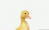 Костя Бородій фотография #27 (источник - https://vk.com/id47141542)