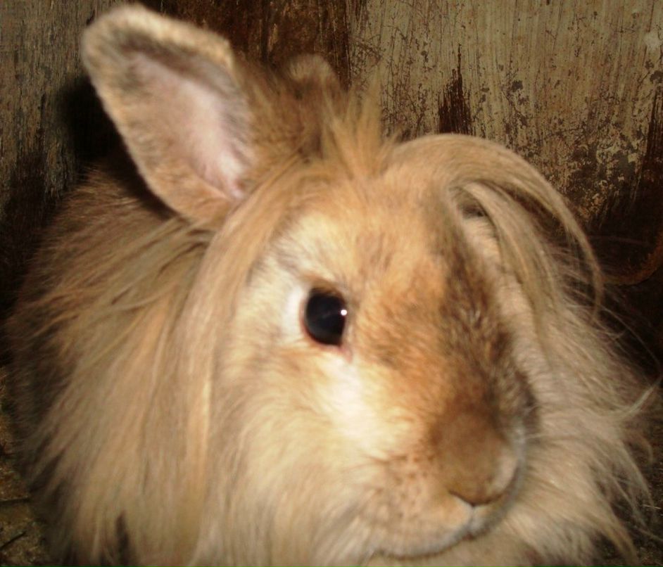 Алина Стом фотография #21