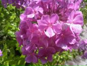 Ліза Губа фотография #20 (источник - https://vk.com/id21364780)