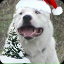 Фотография Рождественской Анны