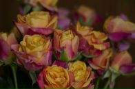 Фотография Сан Яны