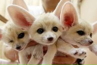 Фотография Федотовский Андрей