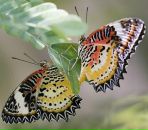 Фотография Скороход Валерии