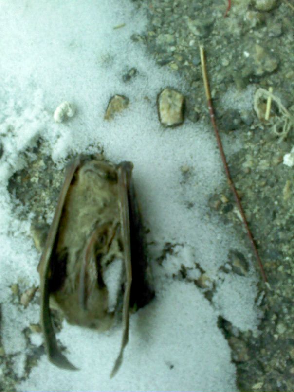 Dmitriy Romero фотография #12