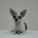 Фотография Тонких Вероники